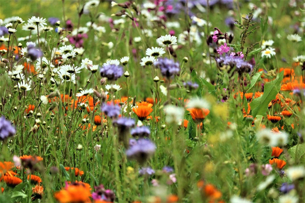 Biodiversiteit en toerisme programma IUCN -NL
