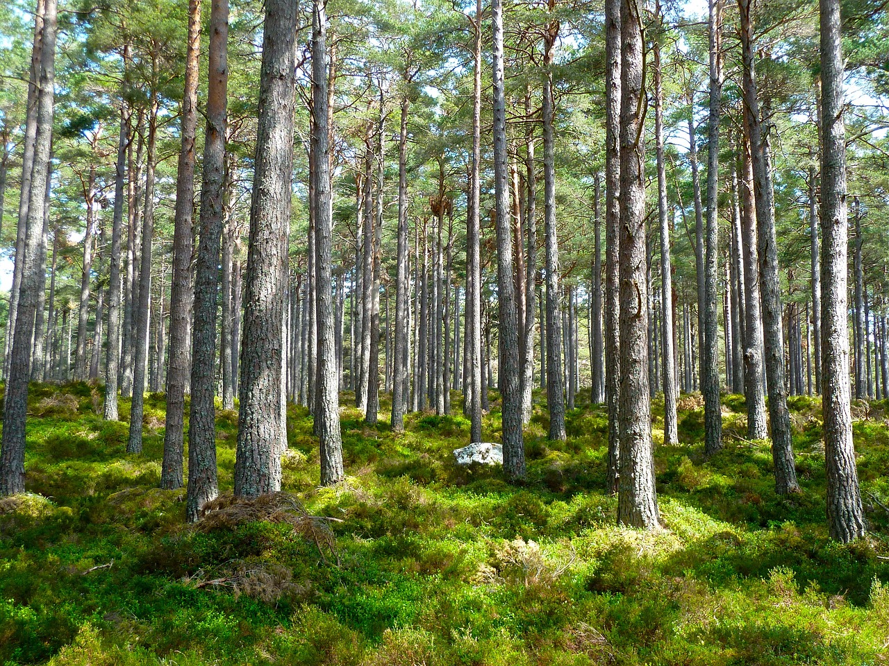 Klimaatcompensatie